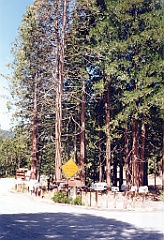 1997 - USA 184 (Vers Sequoia National Park, CA)